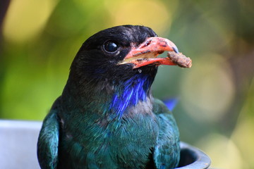 bird eating