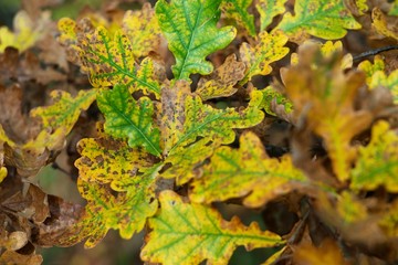 utumn colored background, green and yellow leaves of oak and beech in autumn.