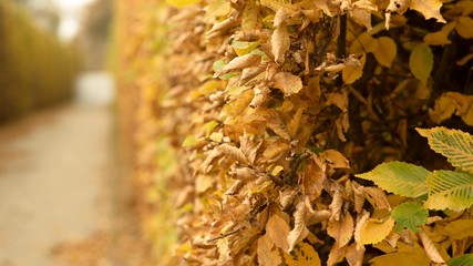 utumn colored background, green and yellow leaves of oak and beech in autumn.