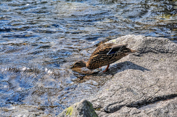 duck about to swim