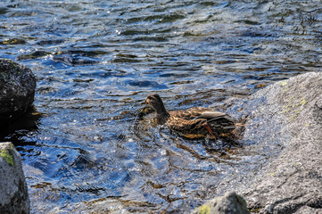 duck in the water