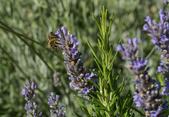 Bee on lavander, abeille sur lavande. Honey bee or worker on a lavander