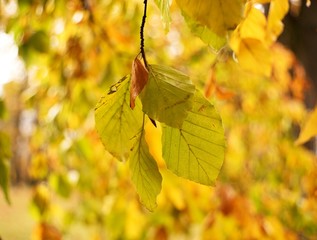 Obraz premium Autumn forest and park background, autumn colored leaves trees.