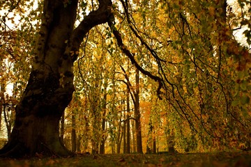 Obraz premium Autumn forest and park background, autumn colored leaves trees.
