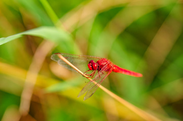 red dragonfly on a stem