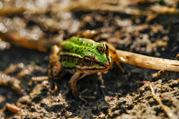 frog closeup