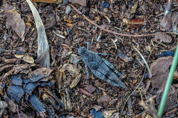 grizzly grasshopper on the ground