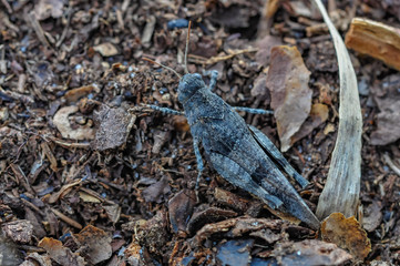 grizzly grasshopper on the ground
