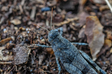 grizzly grasshopper on the ground