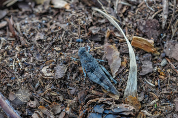 grizzly grasshopper on the ground
