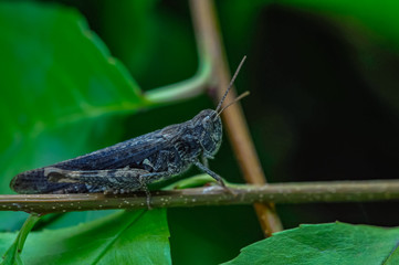 grasshopper on a leaf