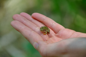 frog on the palm of hand