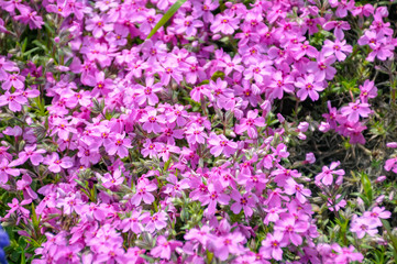 flowers in the garden