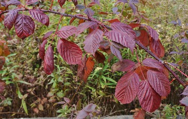 Purple leaves of brambles in Autumn