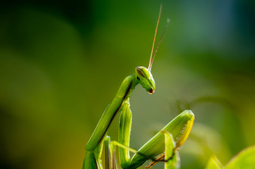 Praying mantis close up photography