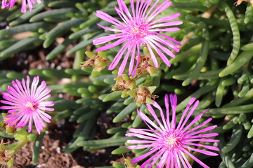 purple flower in garden