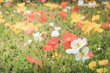 Field of red, white and yellow poppies, selective focus, horizontal