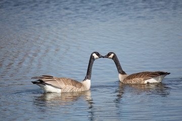 The Kiss