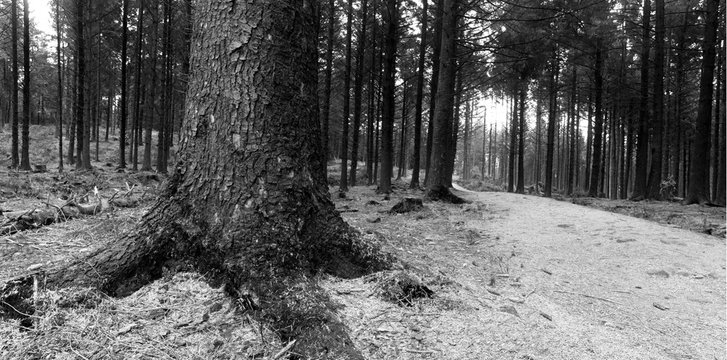 Forest path in black and white