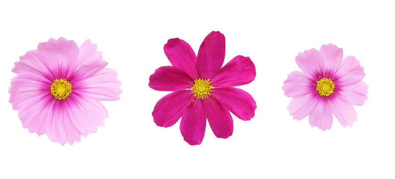 コスモス Images Browse 53 184 Stock Photos Vectors And Video Adobe Stock コスモス Images Browse 53 184 Stock Photos Vectors And Video Adobe Stock