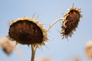 Dried Sunflowers
