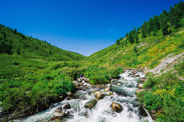 Fototapeta na wymiar Mountain creek in green valley among rich vegetation of highland in sunny day. Fast water flow among vivid greenery and trees under blue clear sky. Amazing mountain landscape of majestic Altai nature.