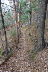 Forest Trail Down Steep Hill