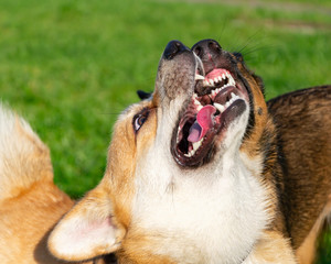 Young energetic corgi pembroke playing with a dog on the field. Merry fuss in the fresh air....