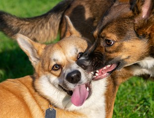 Young energetic corgi pembroke playing with a dog on the field. Merry fuss in the fresh air....