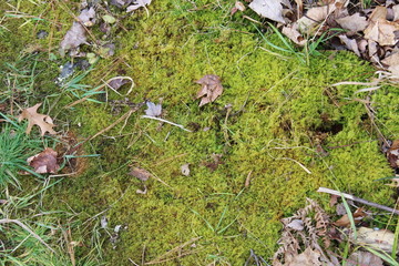 Large clump of moss