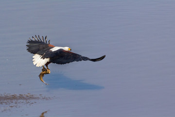 African fish eagle in Kruger National park, South Africa ; Specie Haliaeetus vocifer family of Accipitridae