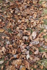 fallen leaves in fall