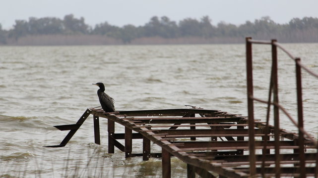 Peaceful bird 2