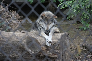 caged wolf