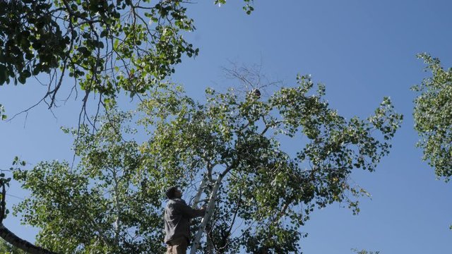 Pest control spraying a hornets nest from a tree.