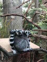Pair of Lemurs 