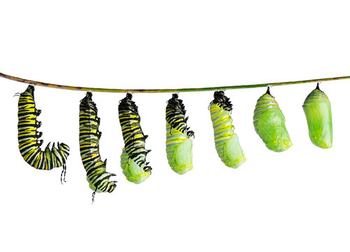  monarch caterpillar  in various stages isolated on white