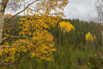 Naklejka premium Contrasting tree colors yellow and green fall colors
