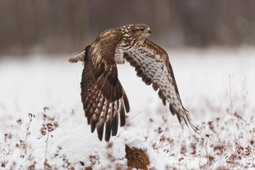 Mäusebussard fliegt im Winter