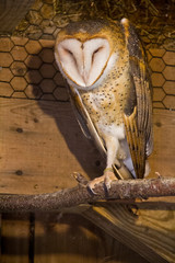 Barn Owl