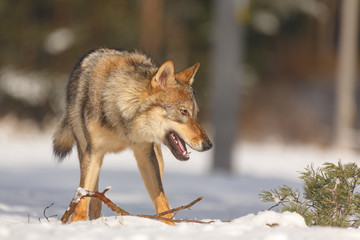 Wolf im Winter