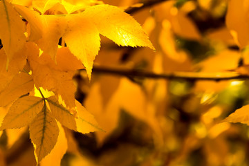Fall Leaves