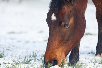 Pferd grast auf Winterwiese