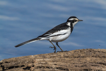 Fototapeta na wymiar African Pied Wagtail in Kruger National park, South Africa ; Specie Motacilla aguimp family of Motacillidae