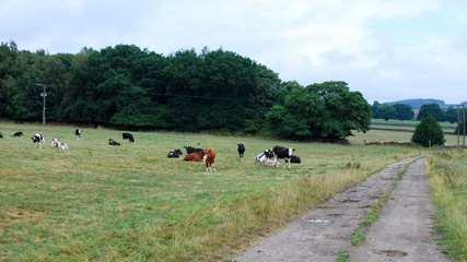 Colors of summer in the heart of England. Some rural views of Belper surroundings. Cows near the road