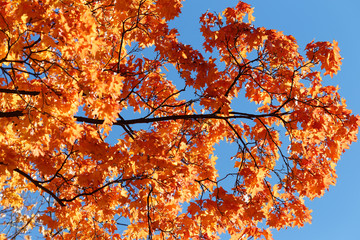 Orange autumn maple foliage against blue sky. Autumn landscape. Colorful Autumn Leaves.
