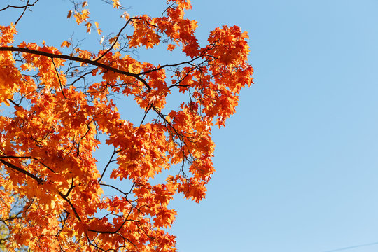 Orange autumn maple foliage against blue sky. Autumn landscape. Colorful Autumn Leaves.