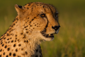 Golden cheetah portrait at sunset in the Okavango Delta, Bostwana.