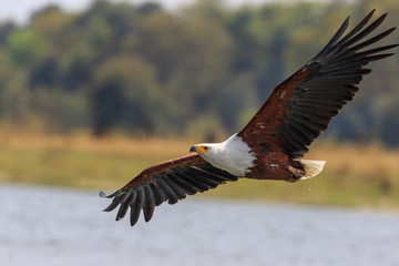 African fish eagle in low flight in Liwonde National Park, Malawi.