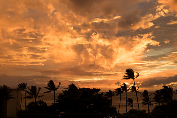 Vivid Orange Clouds at Sunset Sky over Ocean Seascape with Trees in Silhouette